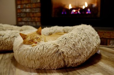Cat-Bed
